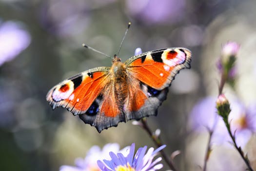butterfly garden with colorful flowers